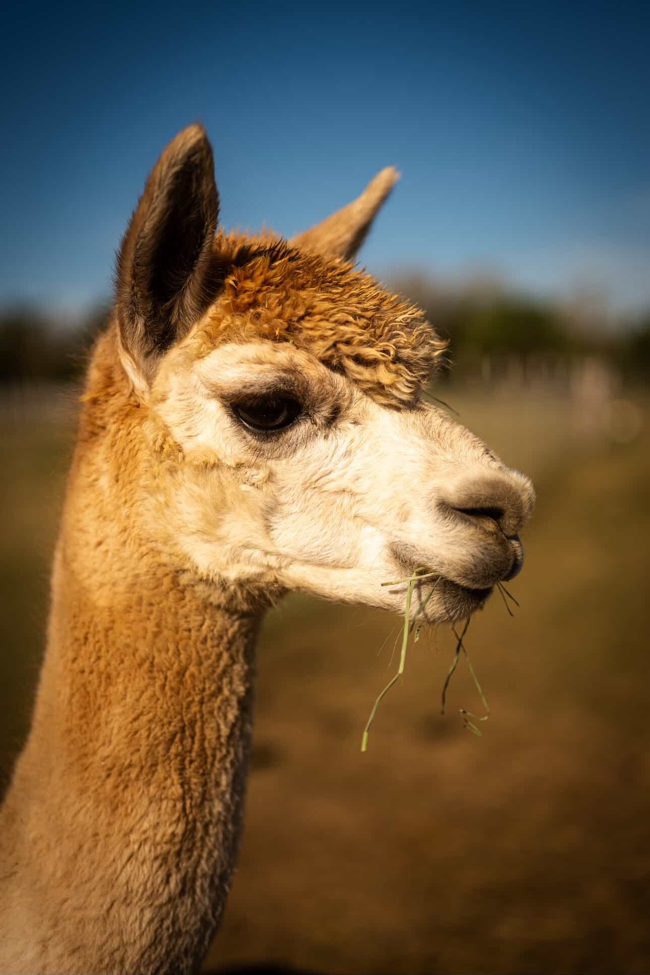 Alpaca at golden hour