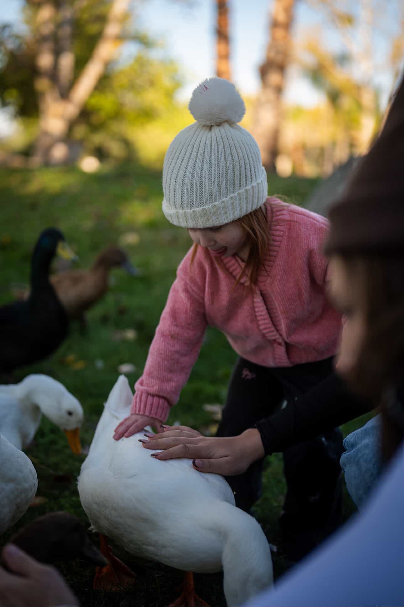 Meeting the ducks