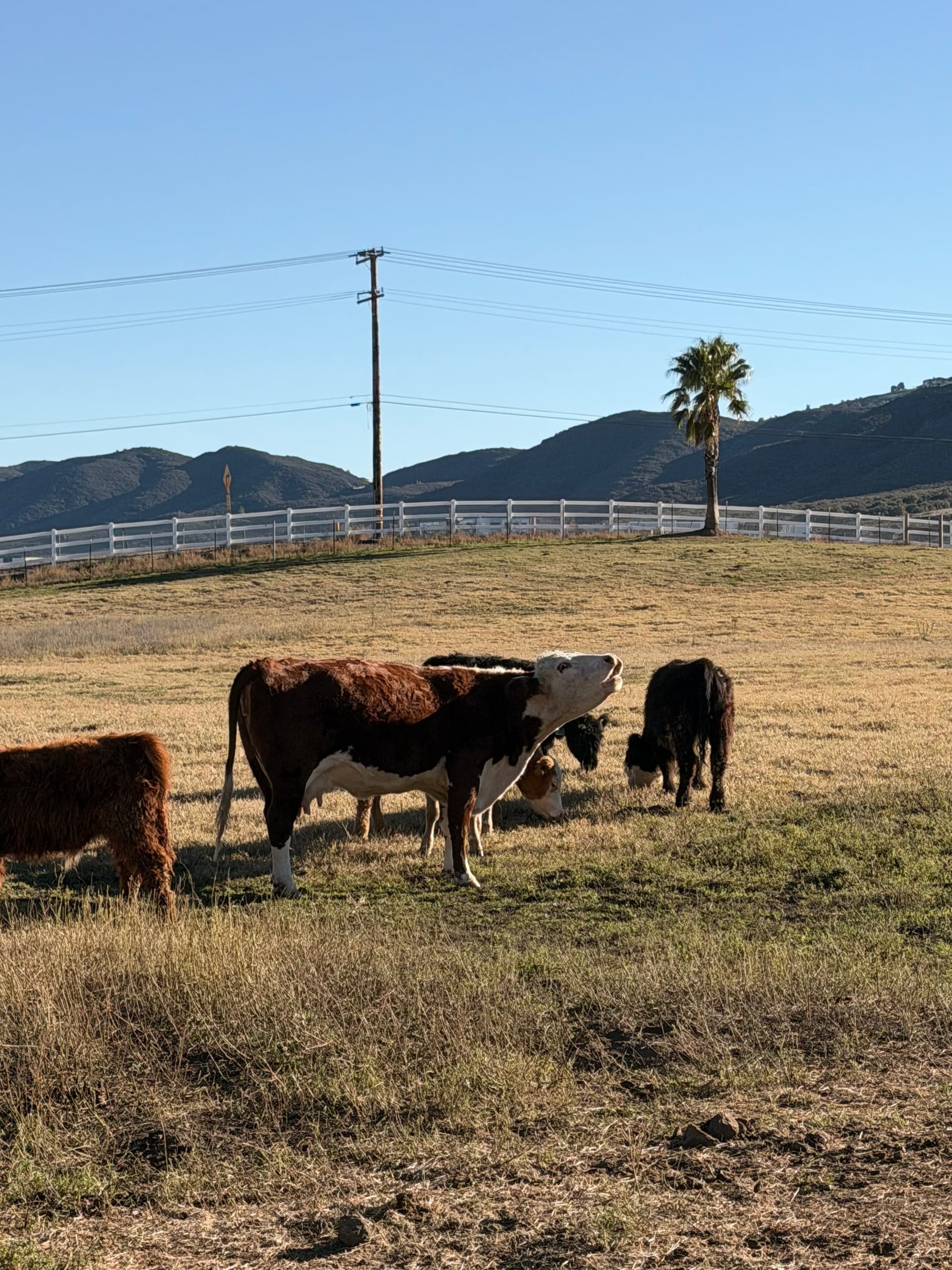 Open range with mountain views