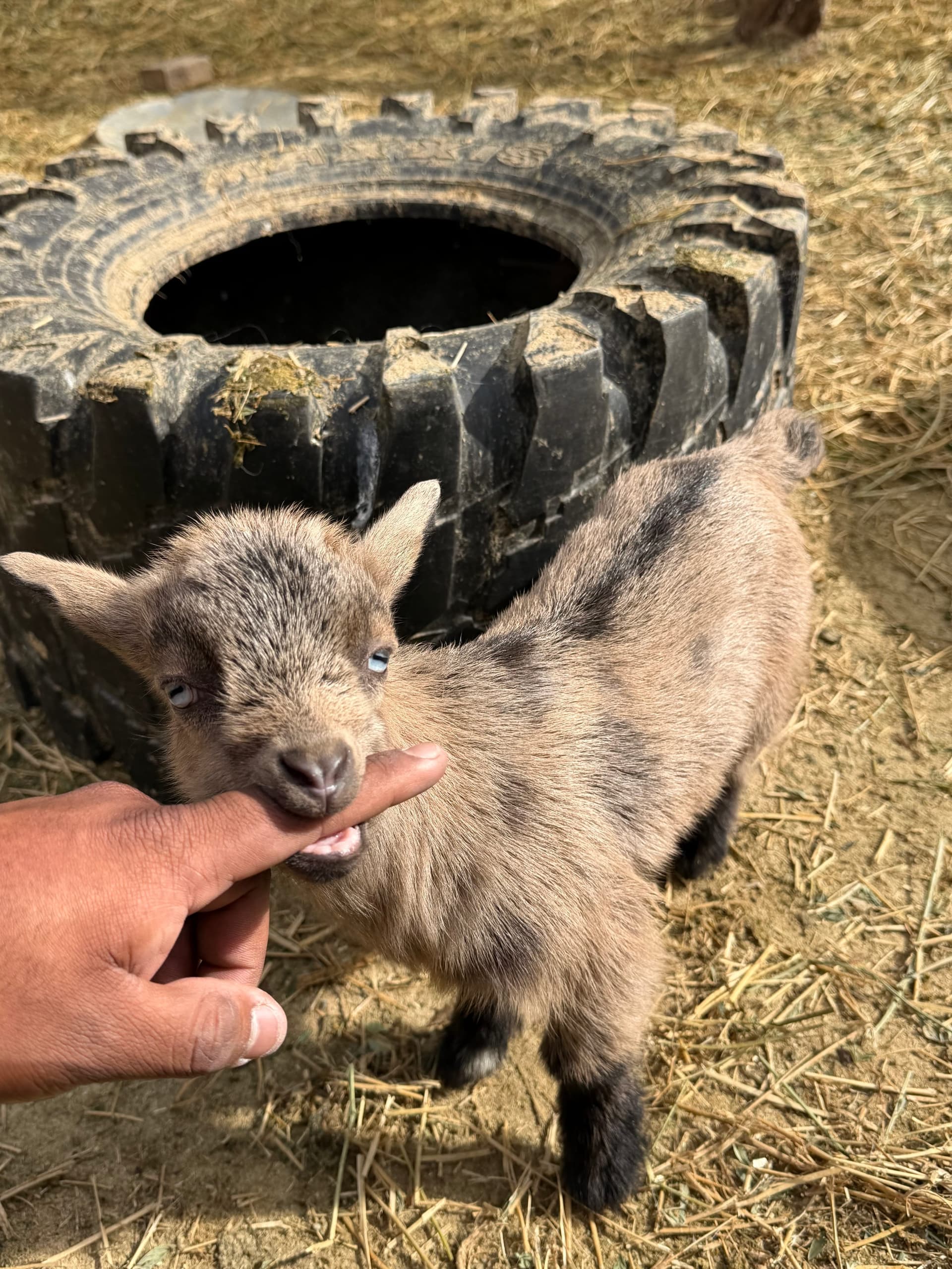 Baby goat saying hello