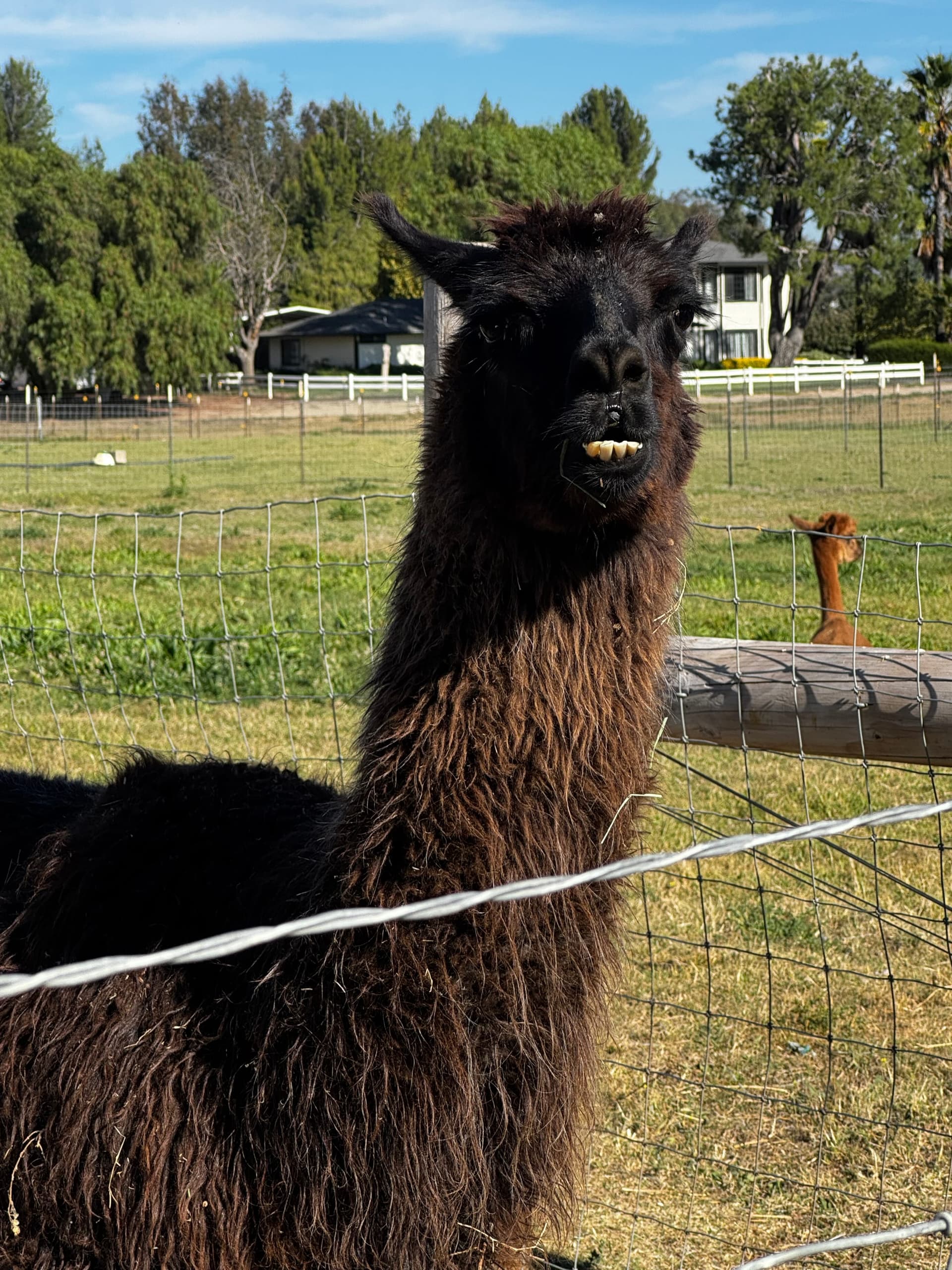 Marshall the llama
