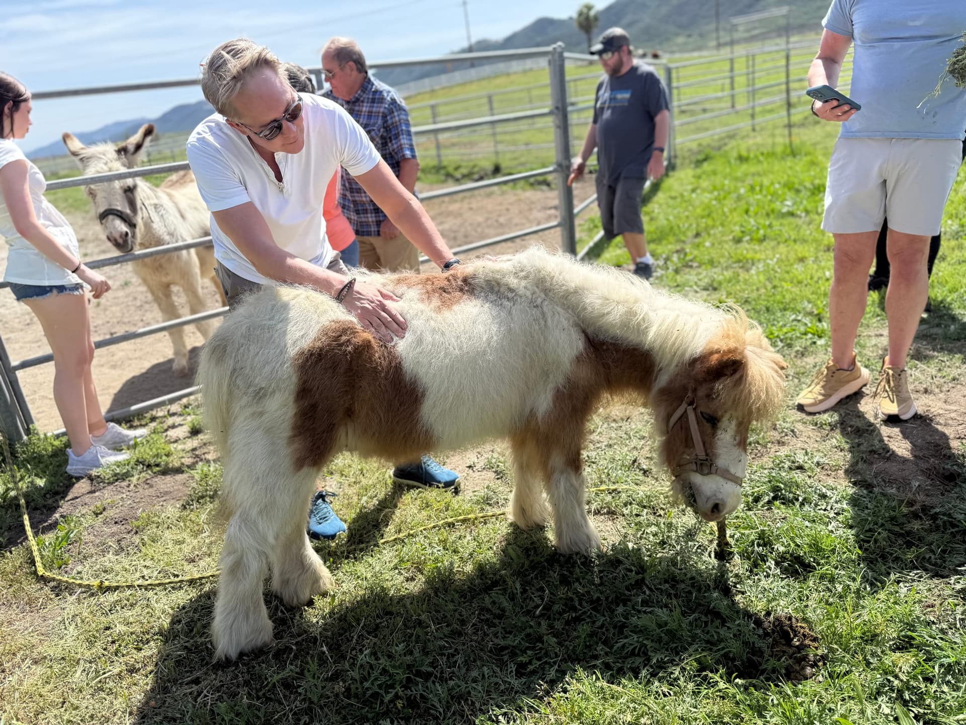 Guest photo brushing one of the miniature horses
