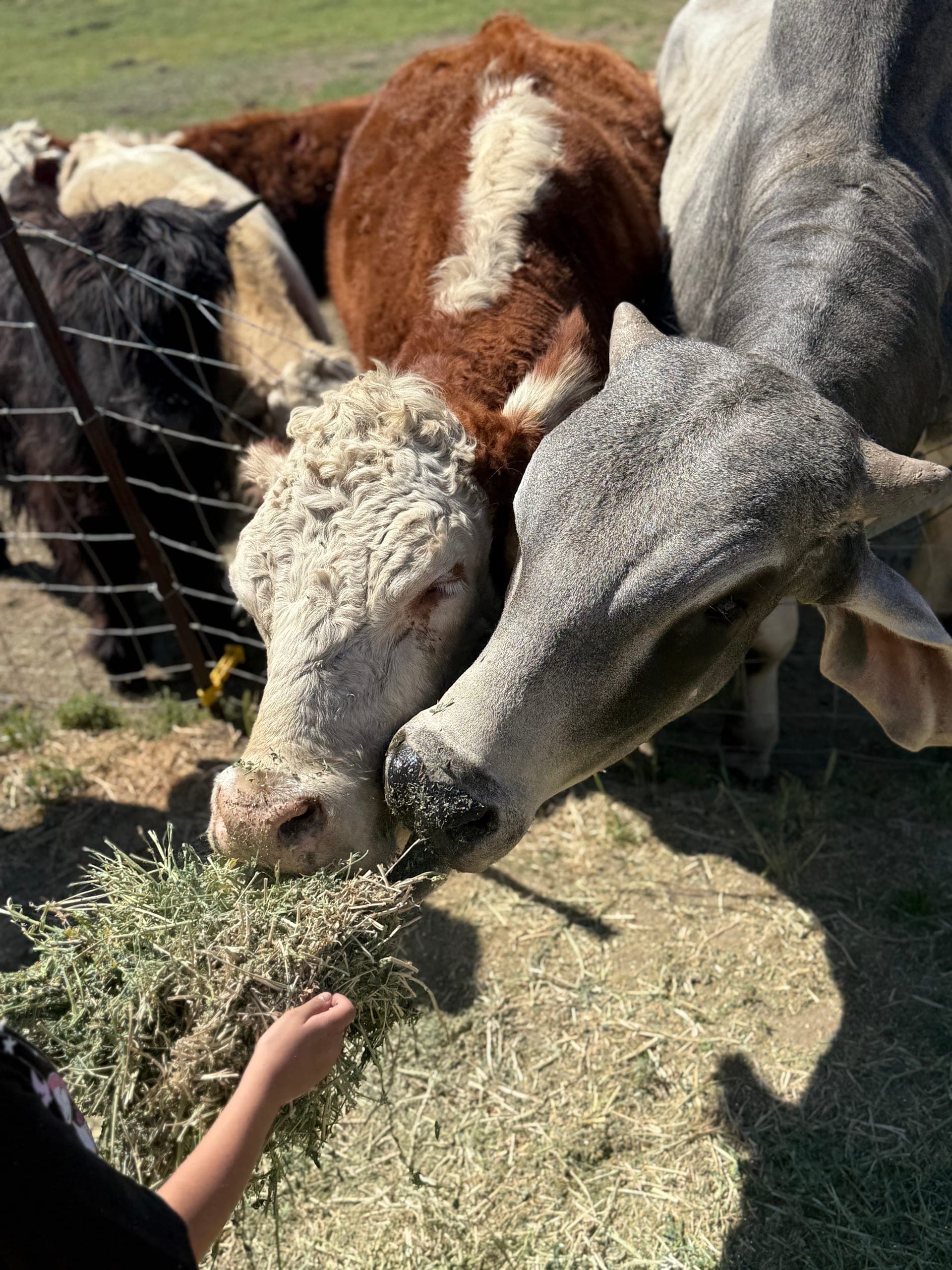 Cattle at the feed line