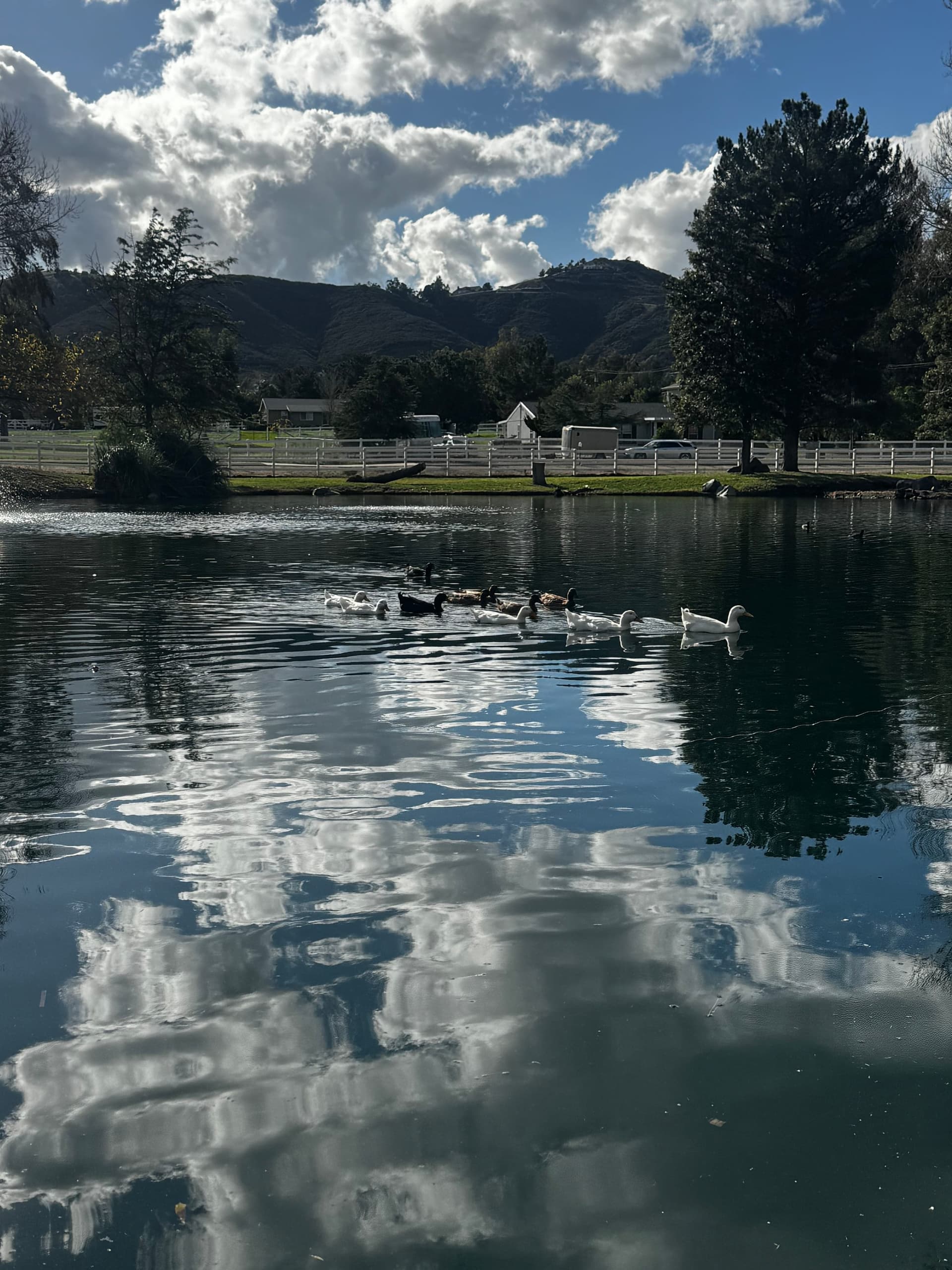 The pond and its residents