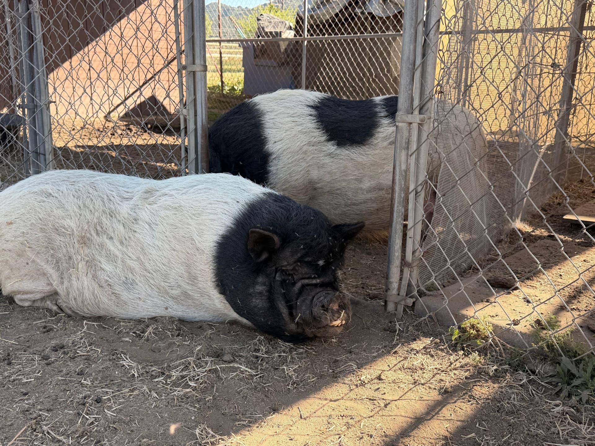 Potbelly pigs lounging