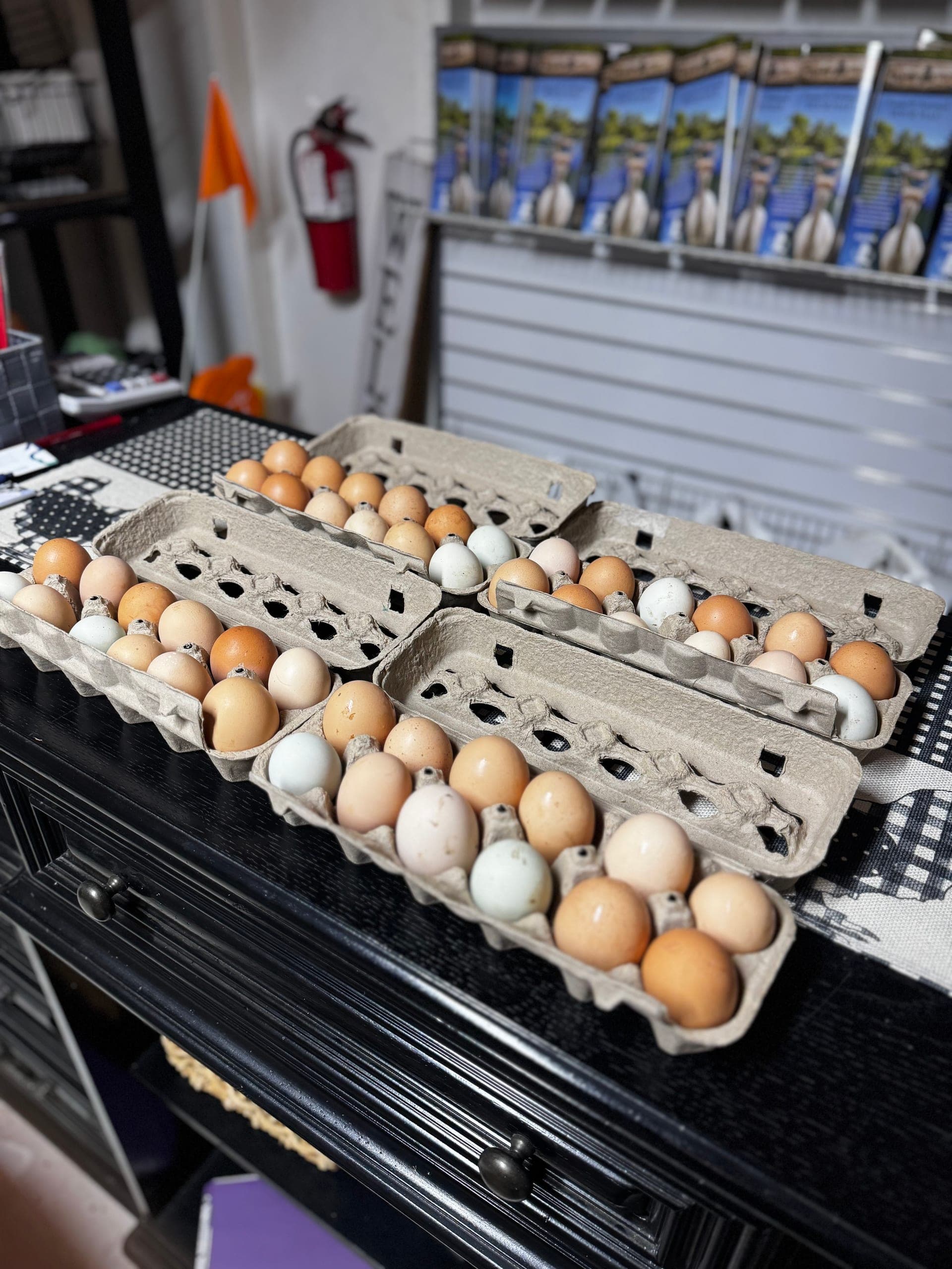 Rainbow eggs from the Easter Eggers