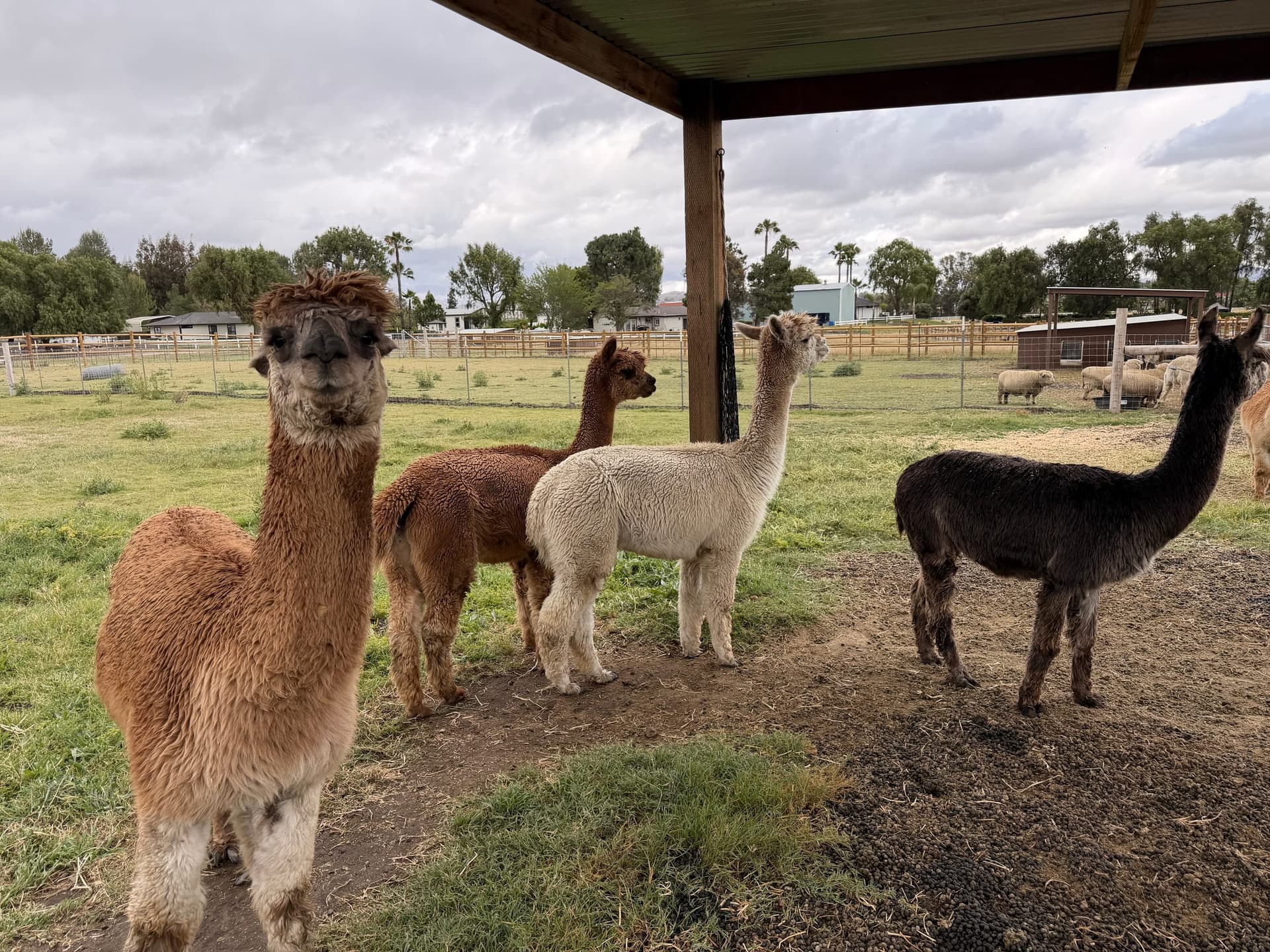 Guest photo with the alpaca herd