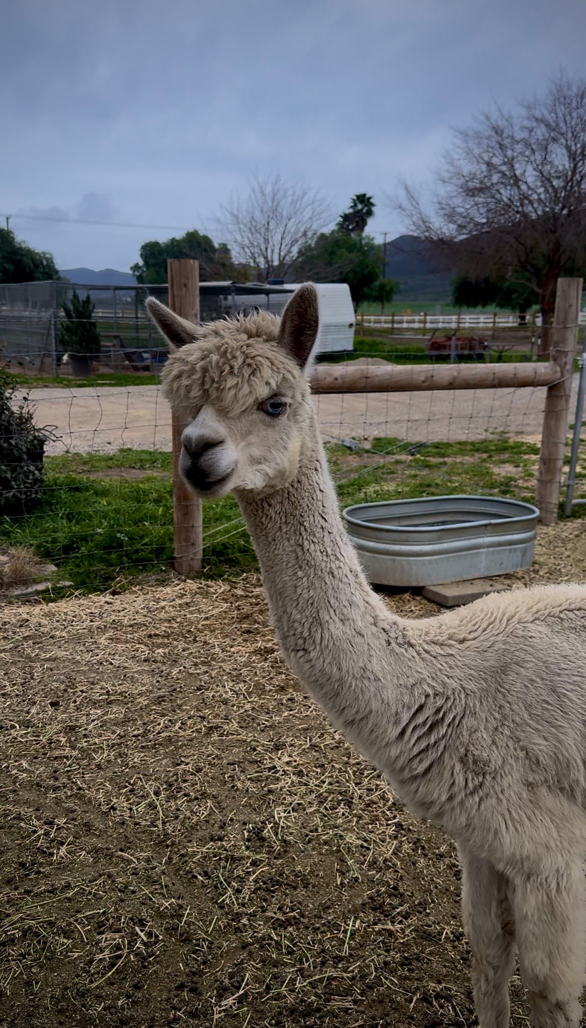 Guest photo with a white alpaca