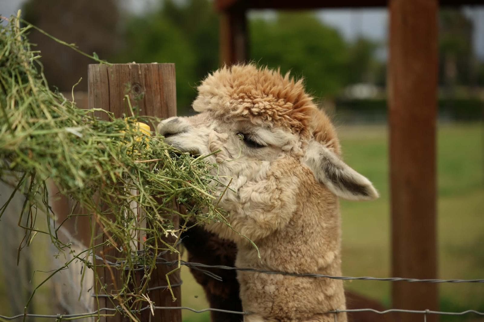 The Hawk Ranch alpaca herd
