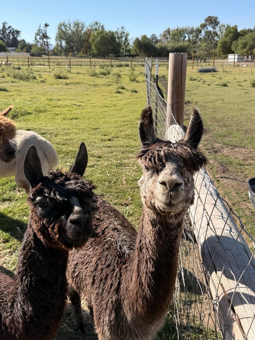 Two of the Hawk Ranch alpacas at the pasture fence