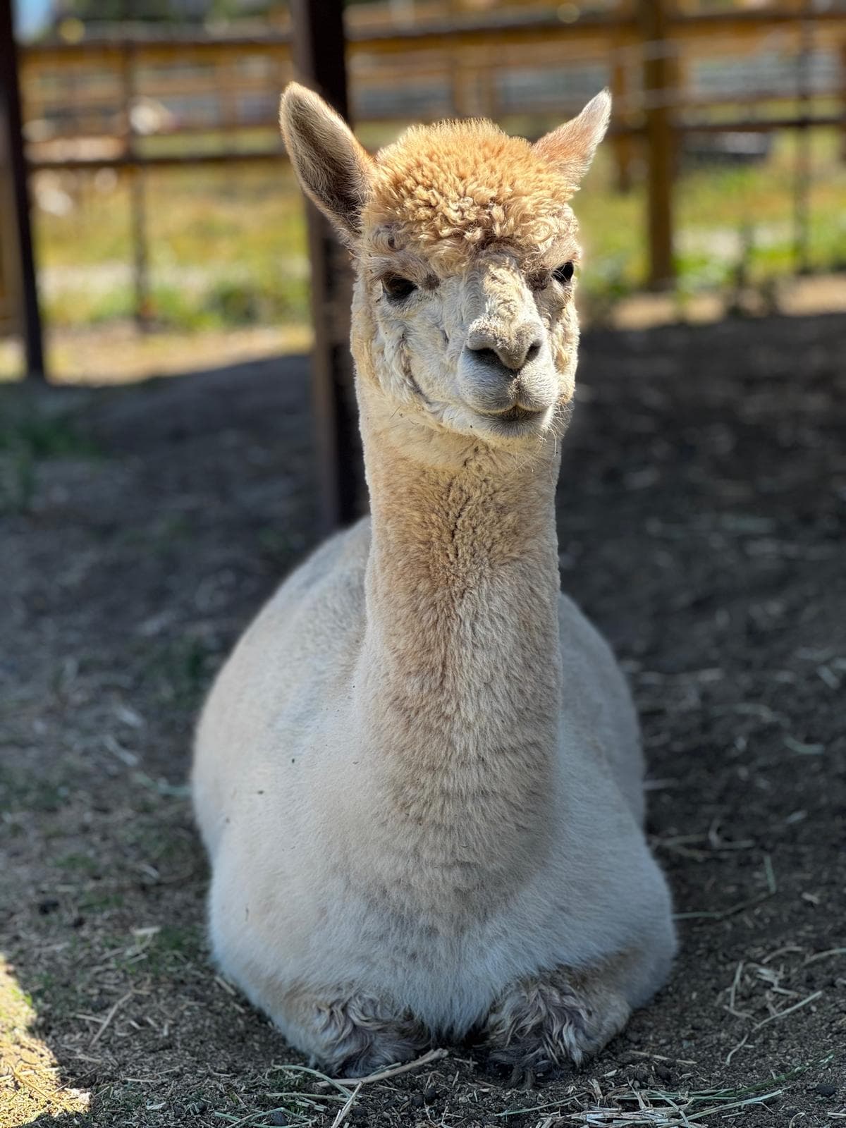 An alpaca from the Hawk Ranch herd looking into the camera
