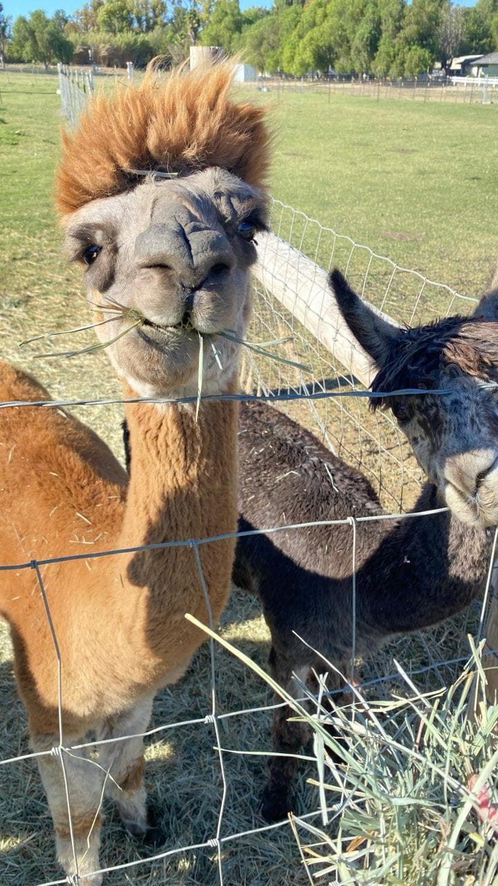 Hazel, an alpaca in the Hawk Ranch herd