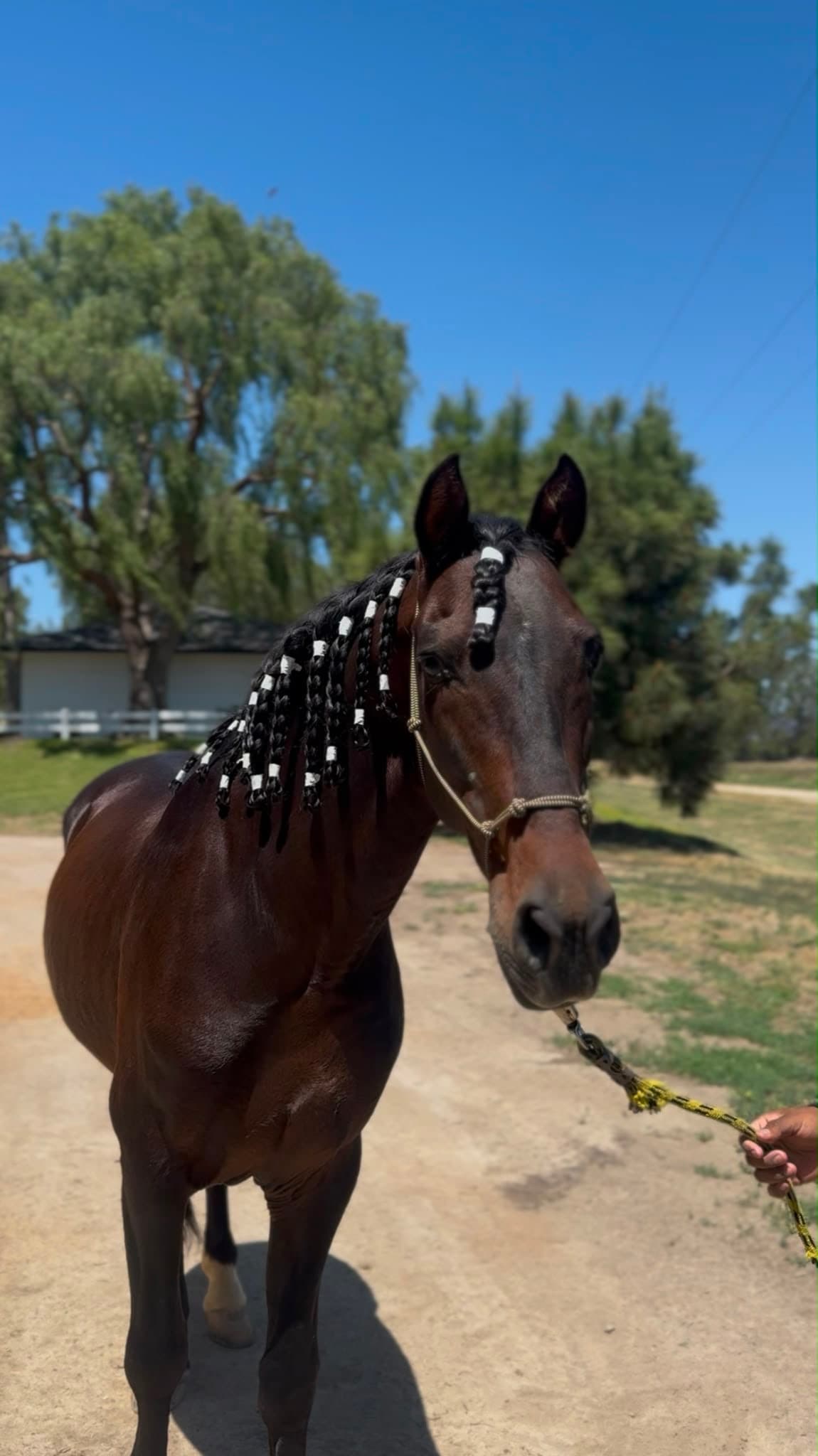 Colorado the Andalusian horse, mane braided