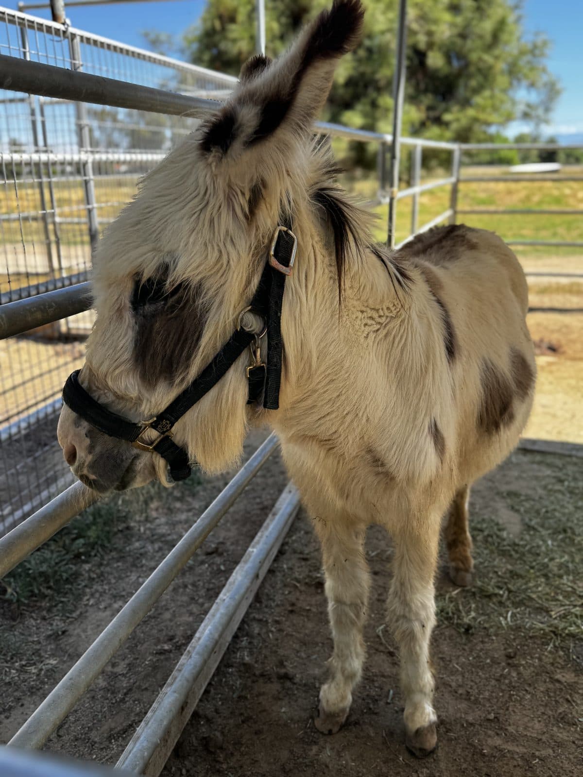 Bruno the donkey