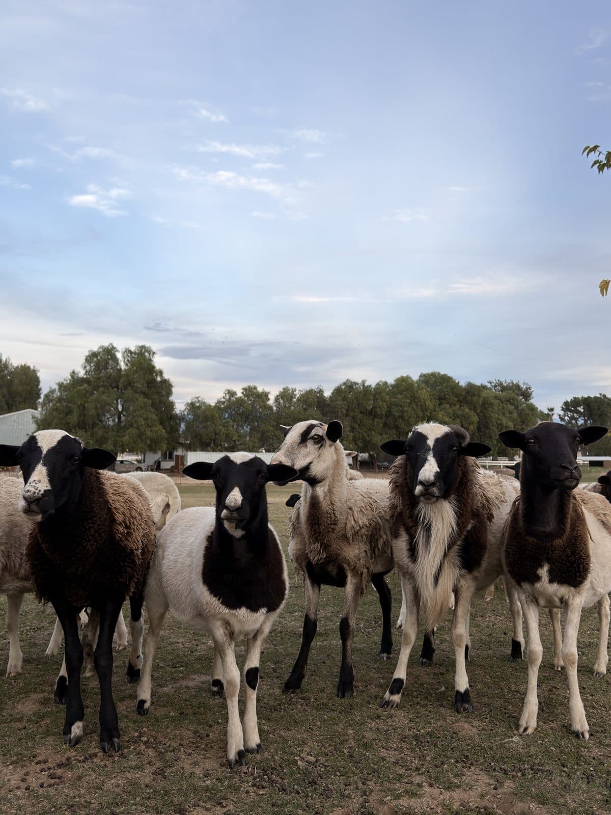 The Dorper flock