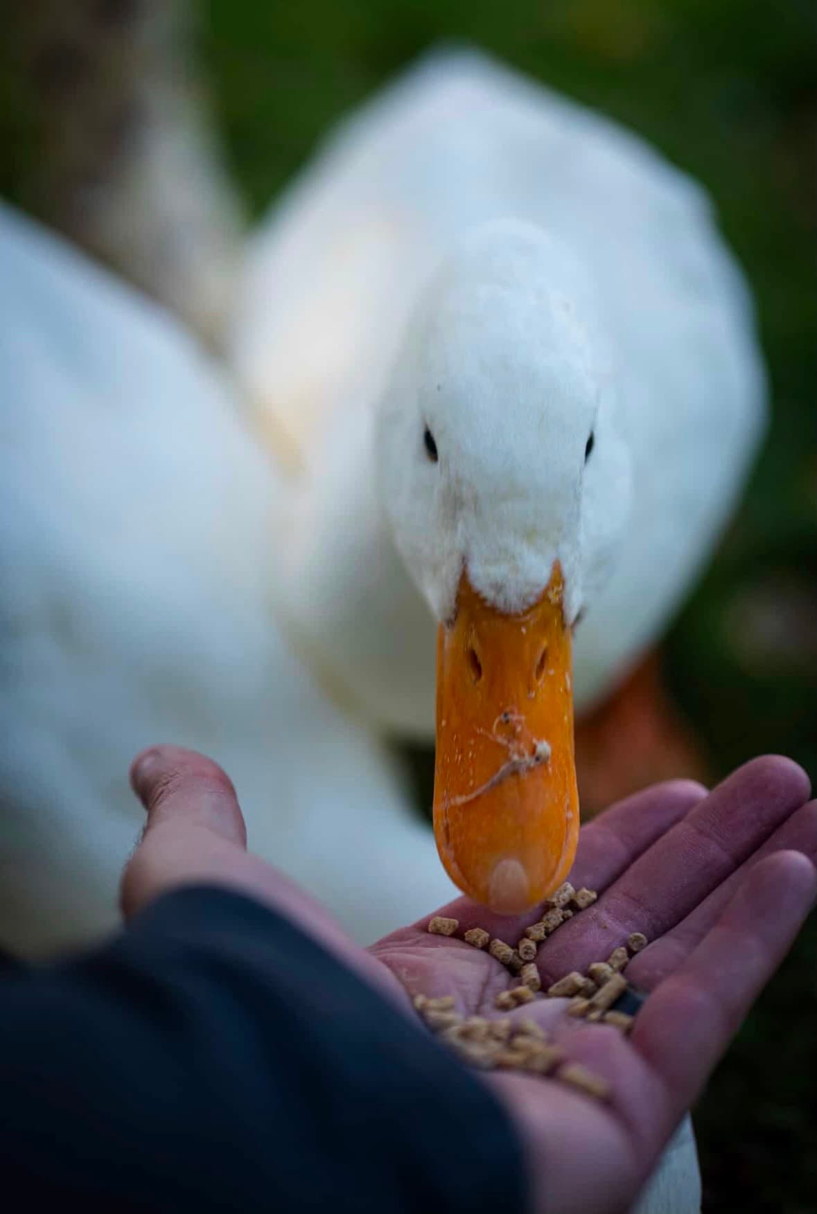 Hand-feeding a Pekin duck