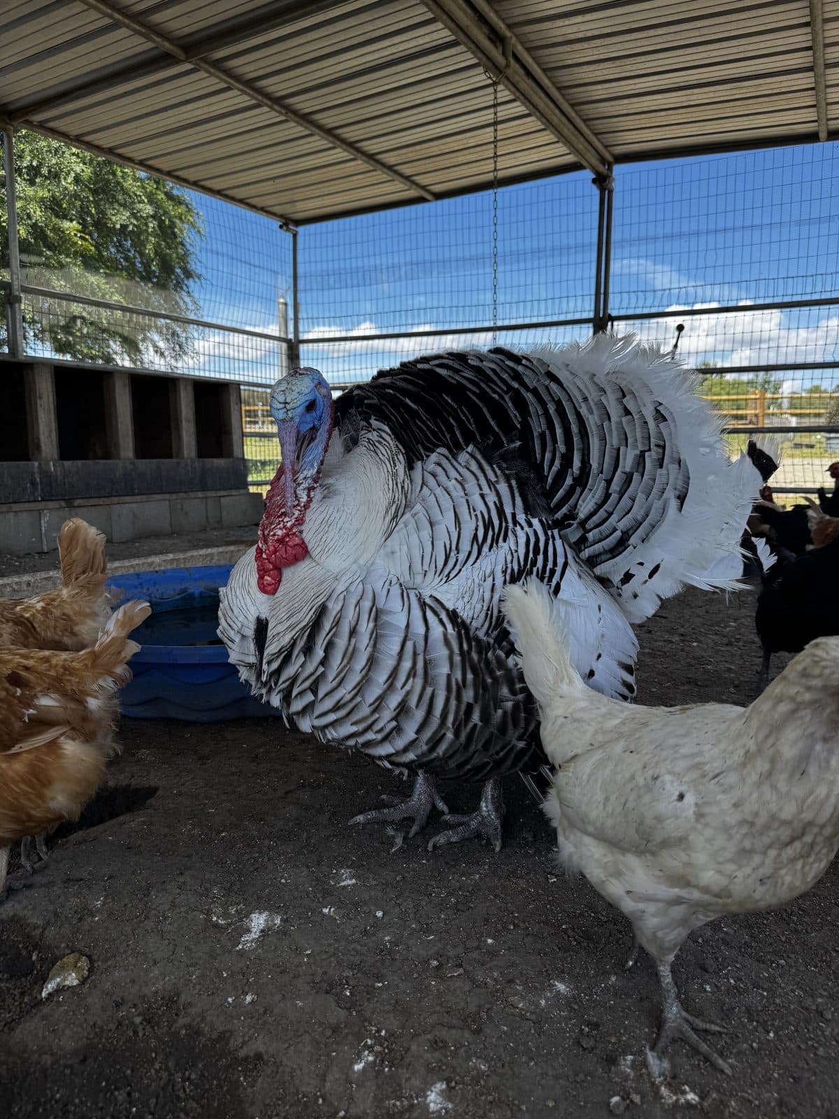 Heritage turkey in full display