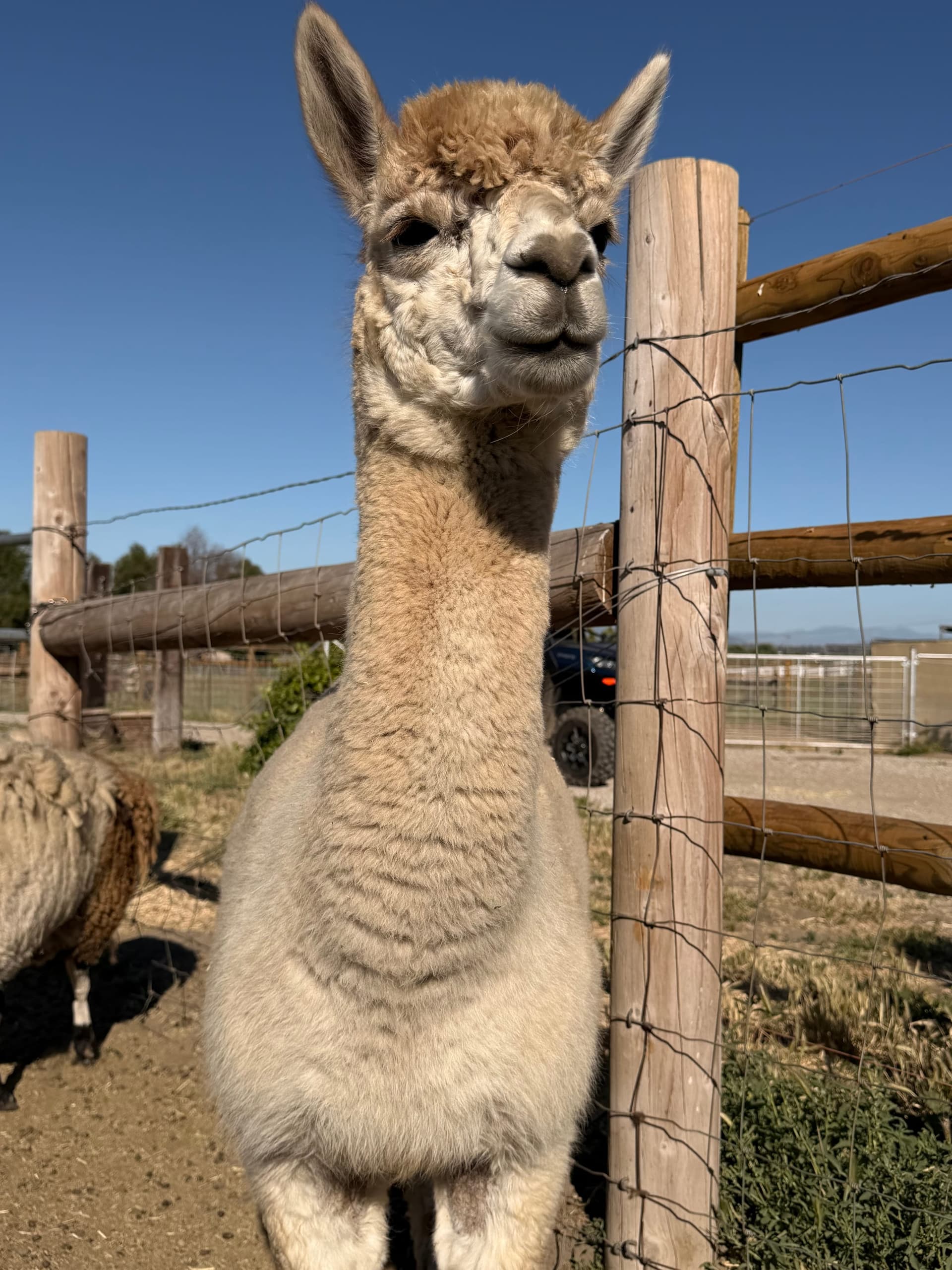 An alpaca at the fence line