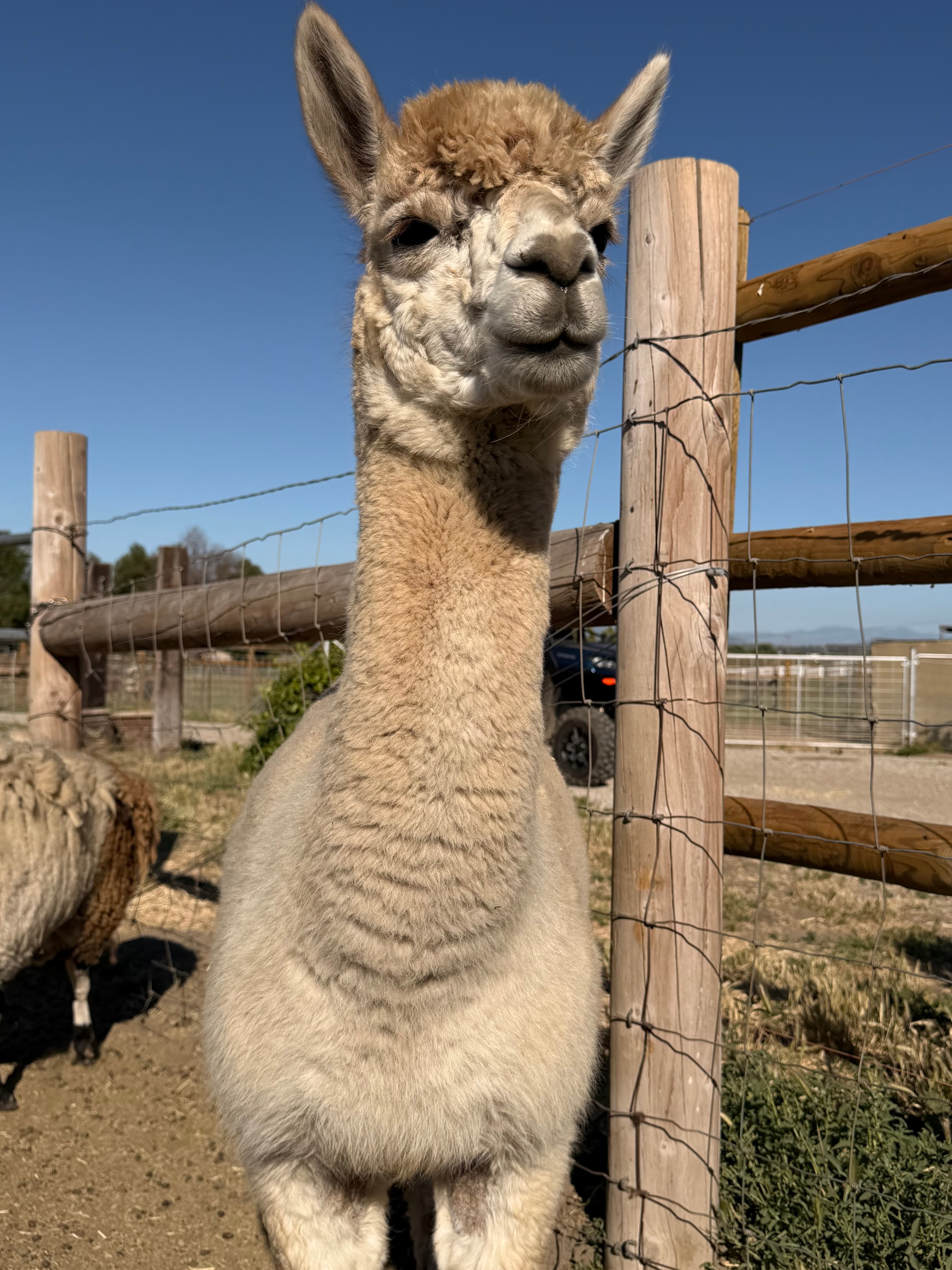 An alpaca at the fence line