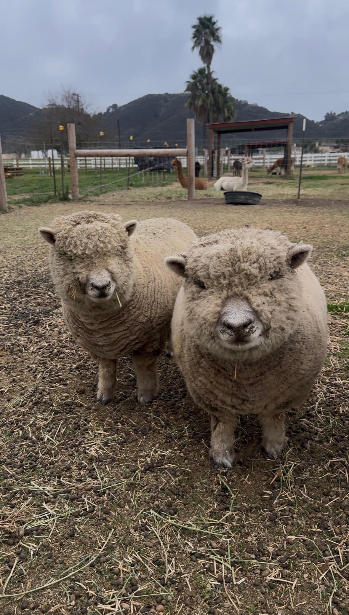 Babydoll sheep pair
