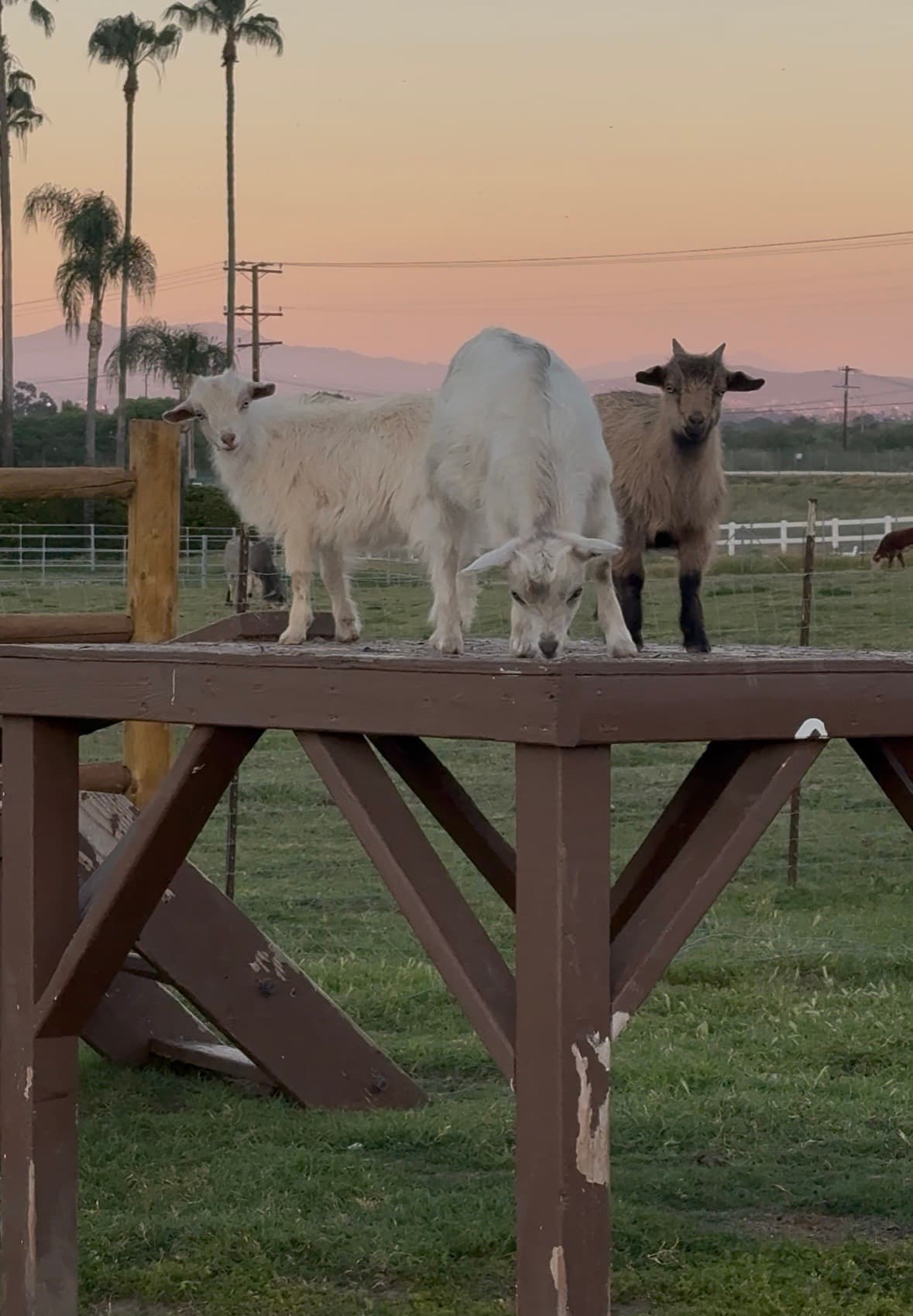 Guest photo of goats at dusk