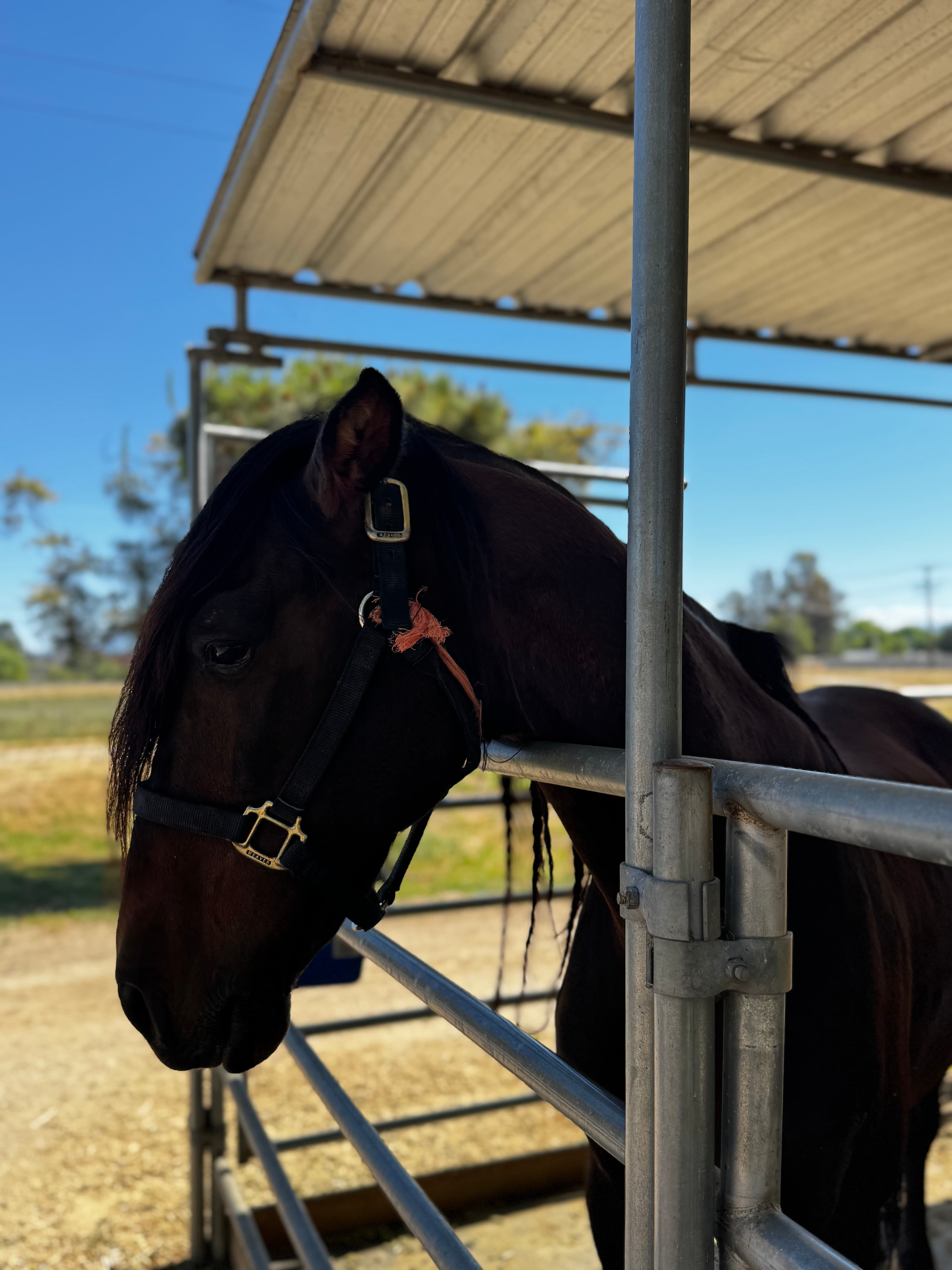 Colorado the Andalusian horse