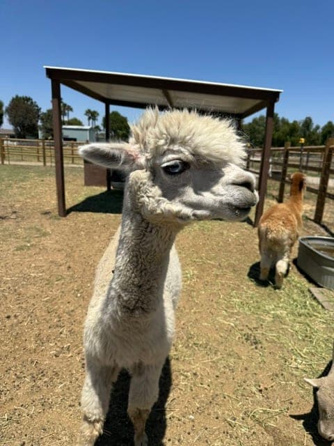 Cloud, an alpaca in the Hawk Ranch herd