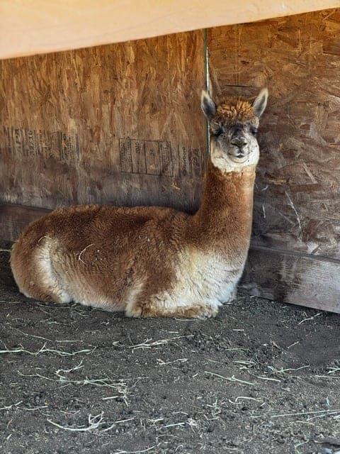 Ginger, an alpaca in the Hawk Ranch herd