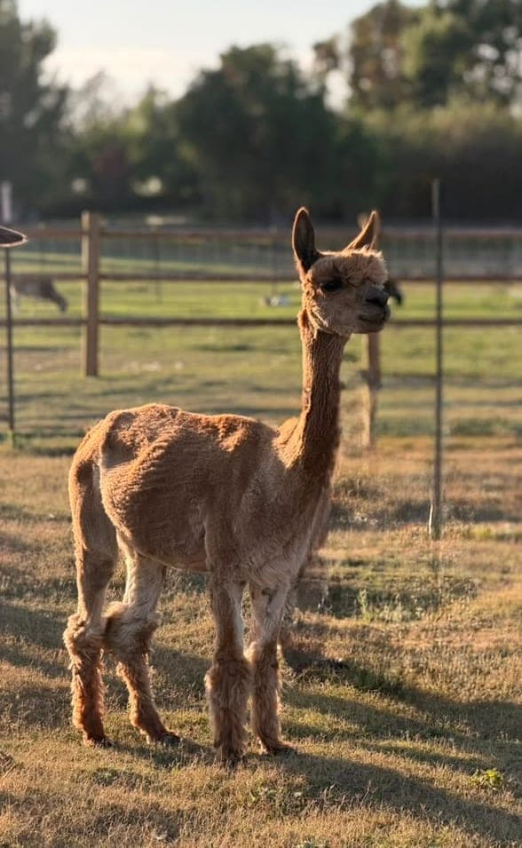 Hazel, an alpaca in the Hawk Ranch herd