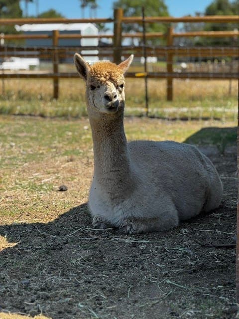 Nilla, an alpaca in the Hawk Ranch herd
