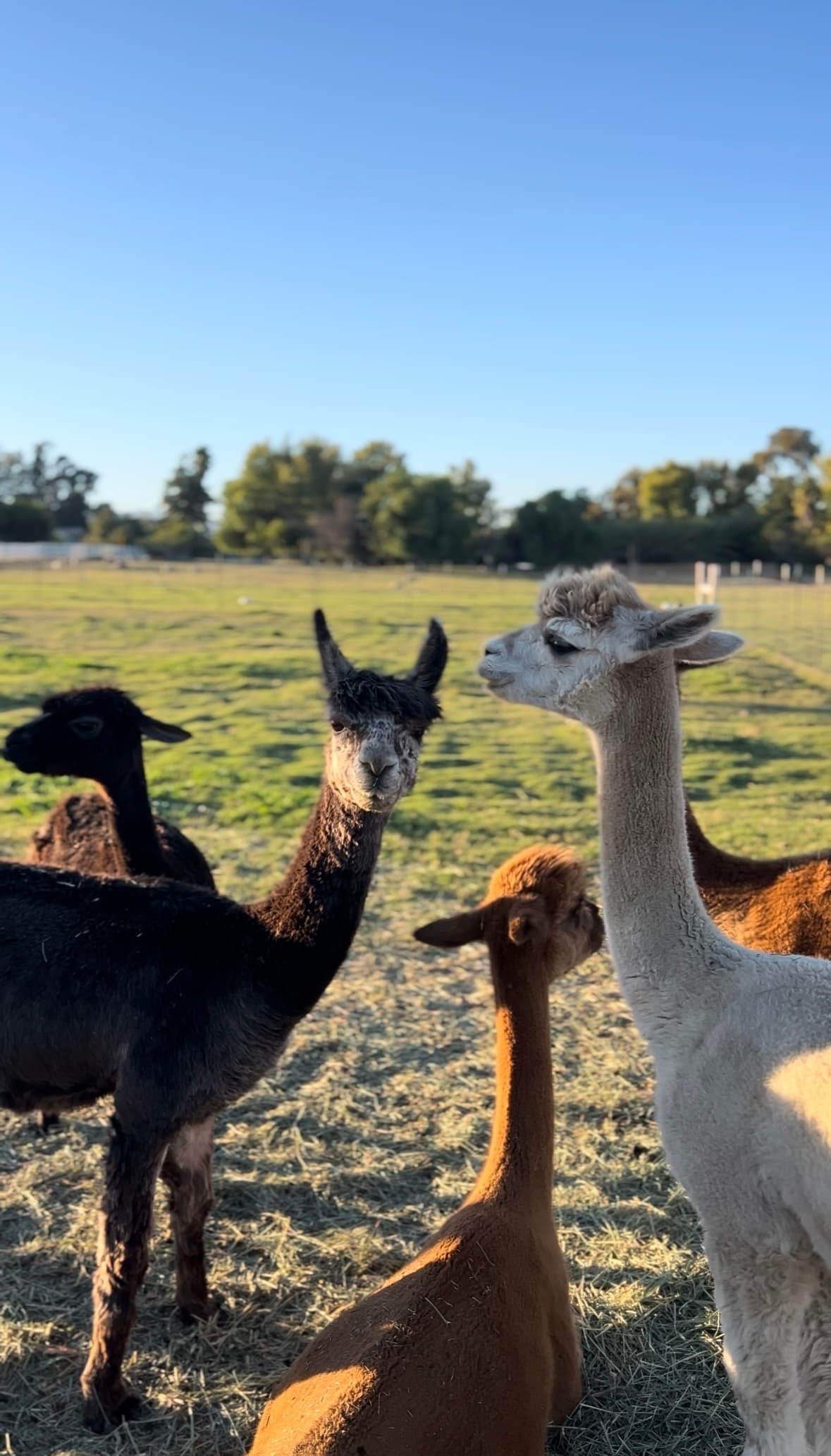 Alpacas on the farm tour